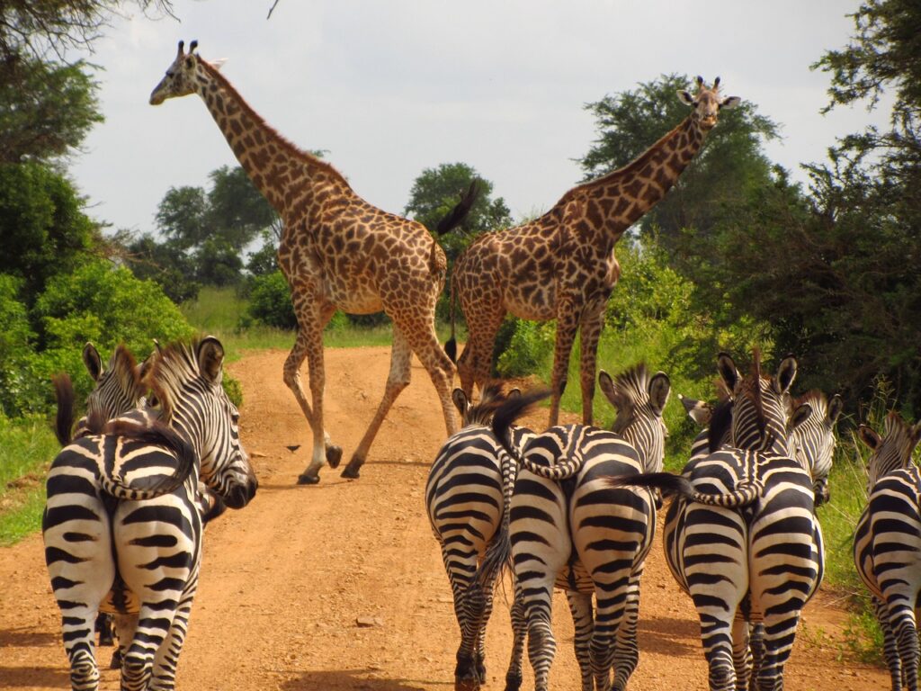 Graduation Safari