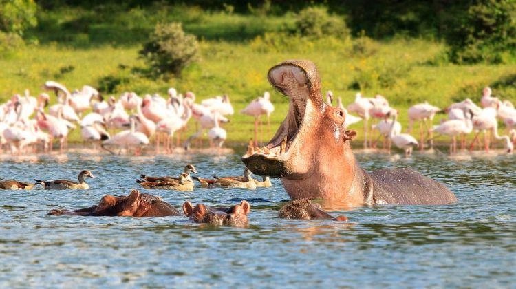 naivasha park
