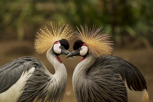 Serengeti-National-Park-crown-bird