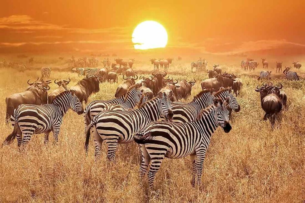 Serengeti zebras