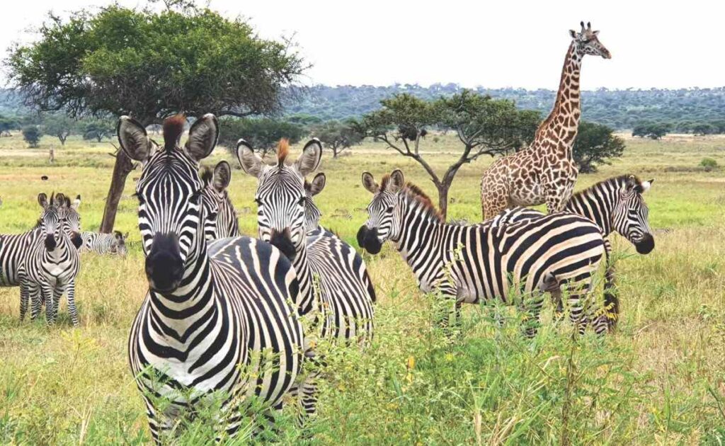 TarangireNationalPark