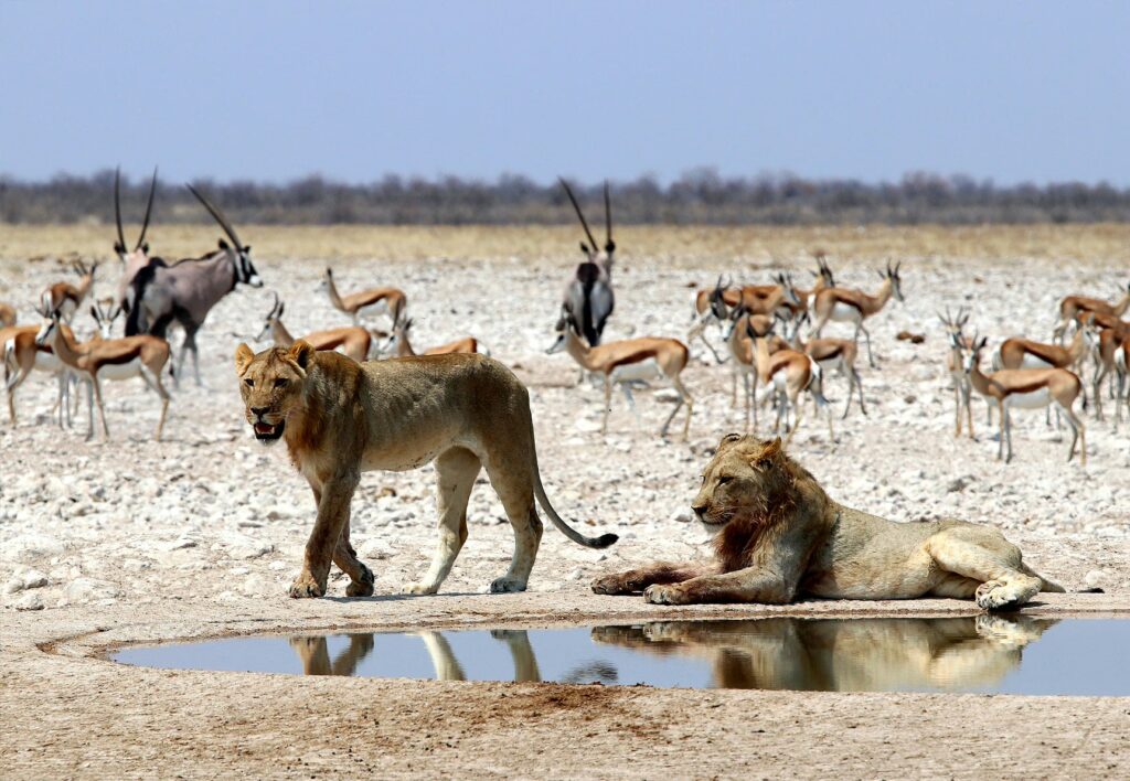 Etosha National Park