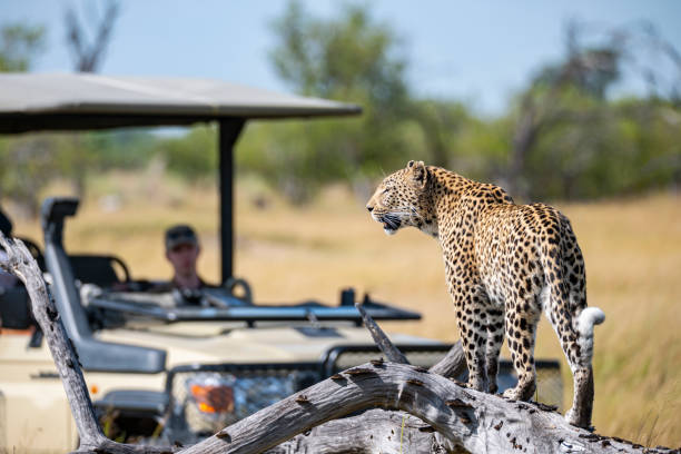 Botswana Safaris