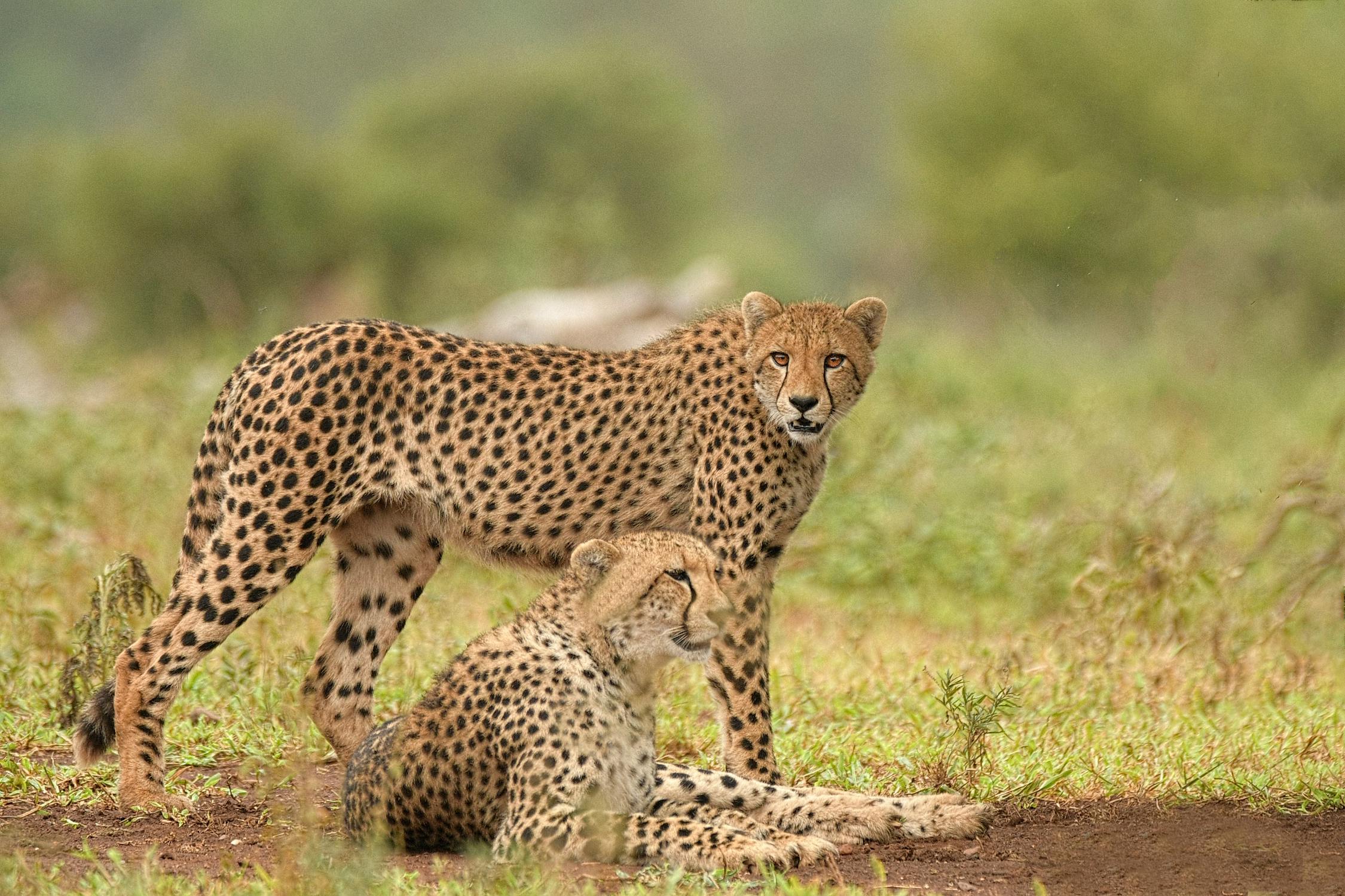 maasai mara