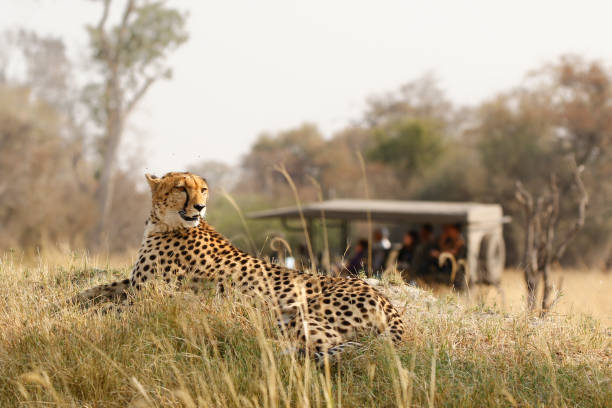 Tanzania Safaris
