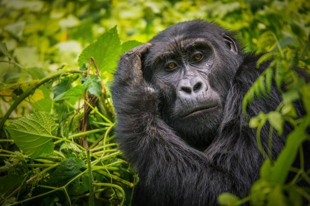Uganda safaris