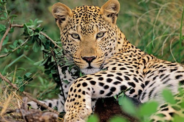 leopard