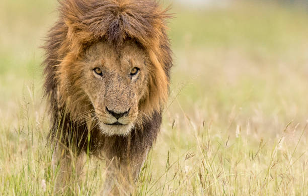 lion