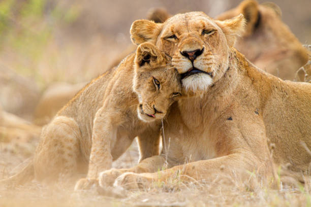 lioness