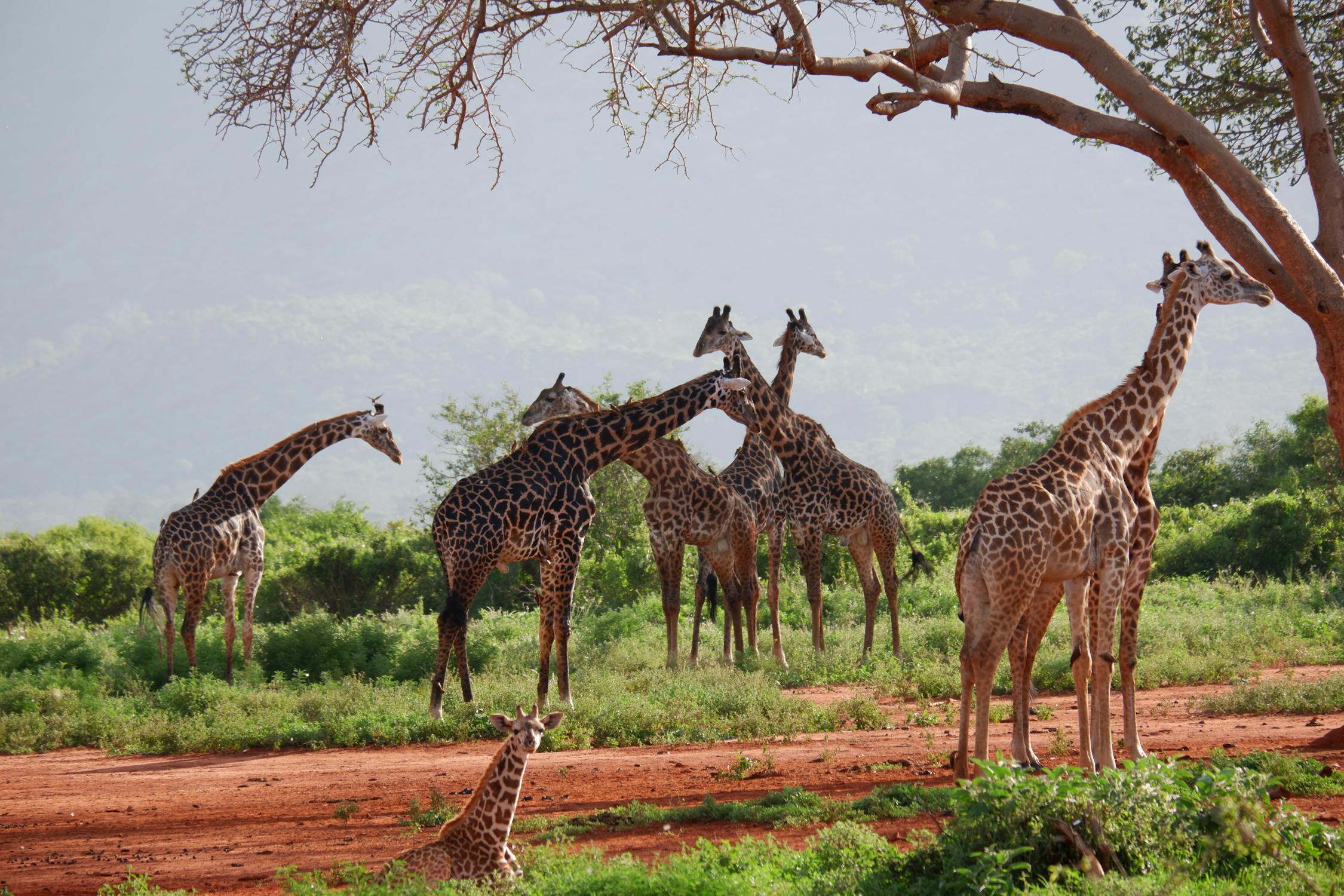 maasai mara