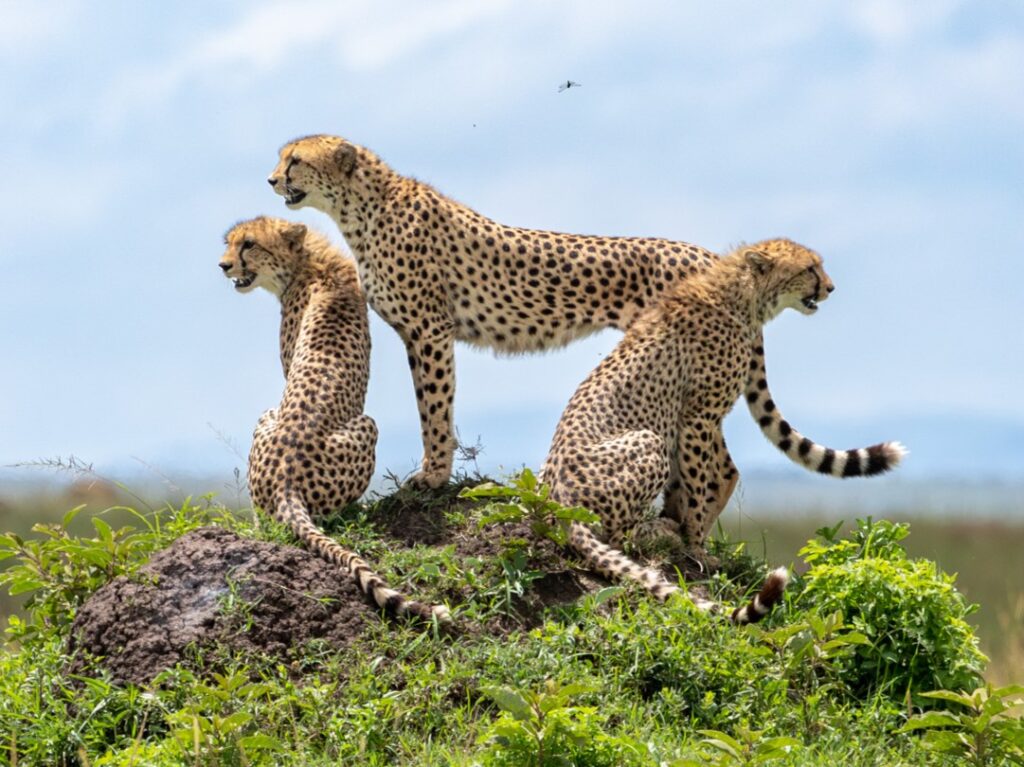 cheetah