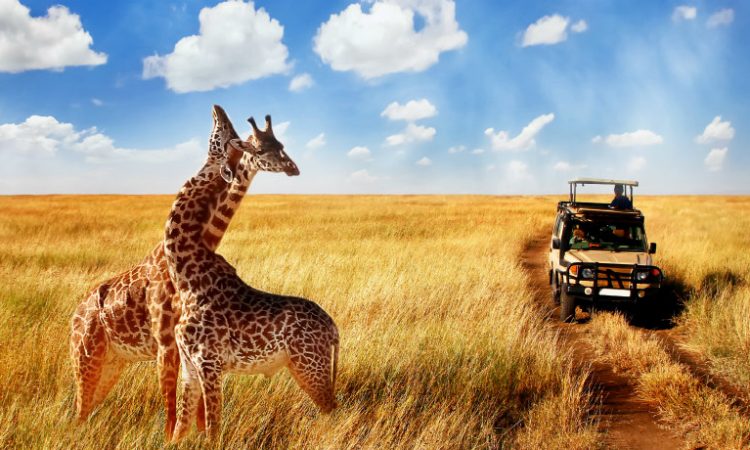 tanzania safaris