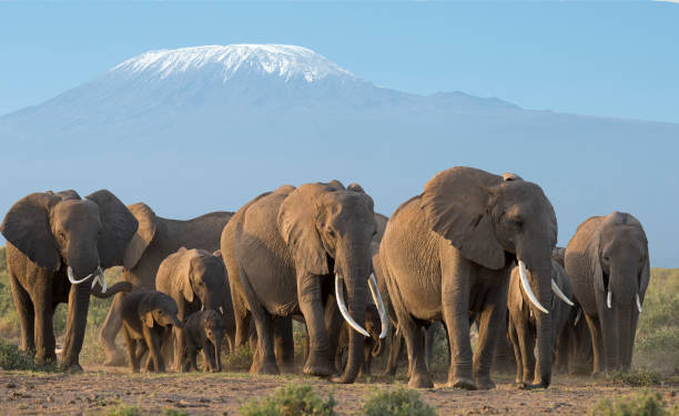 Amboseli Day Tour