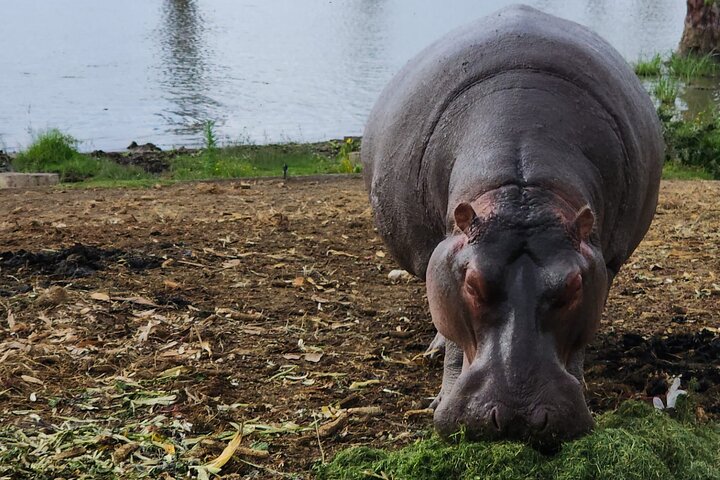 hippo