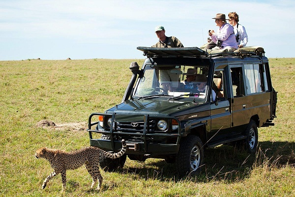 cheetah