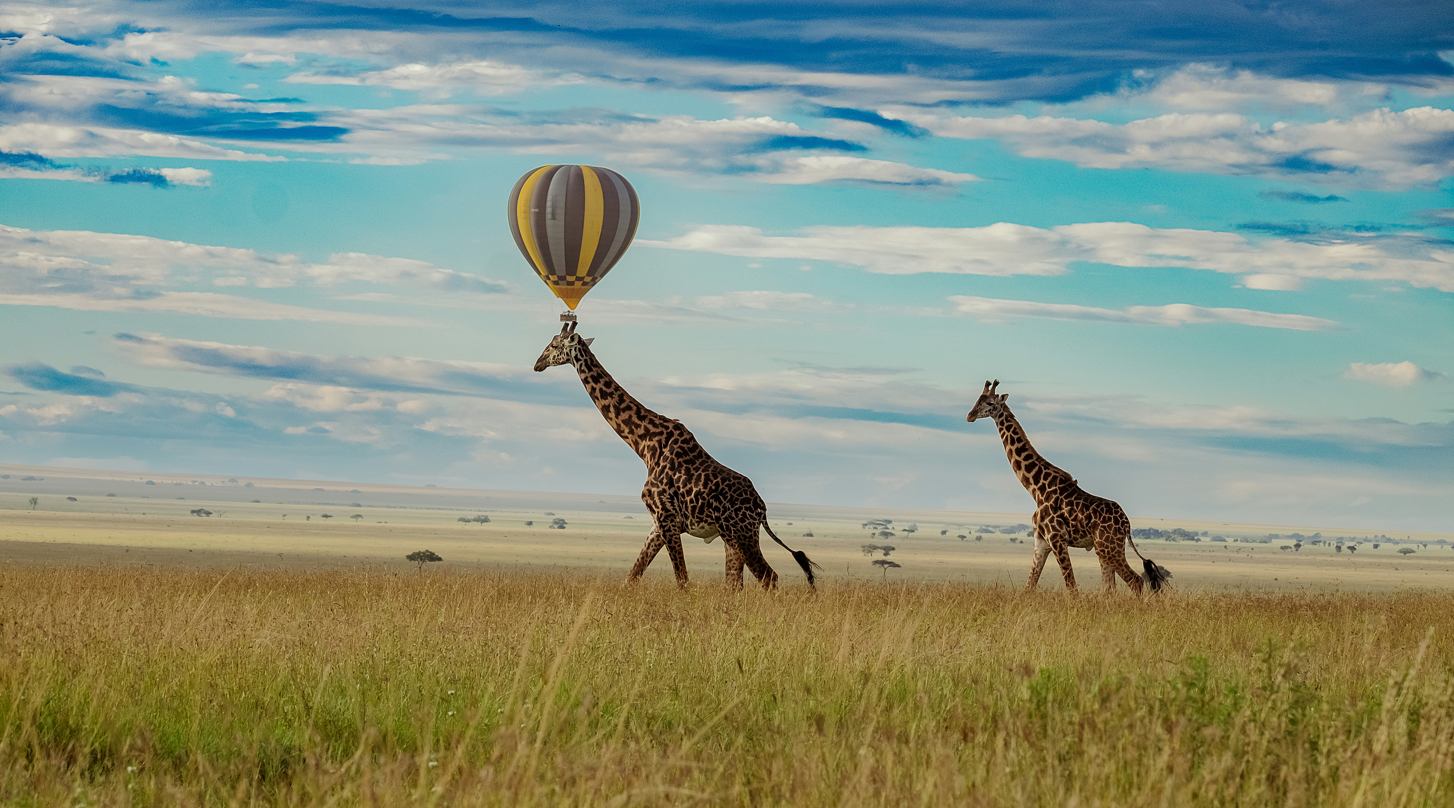 ballon safari