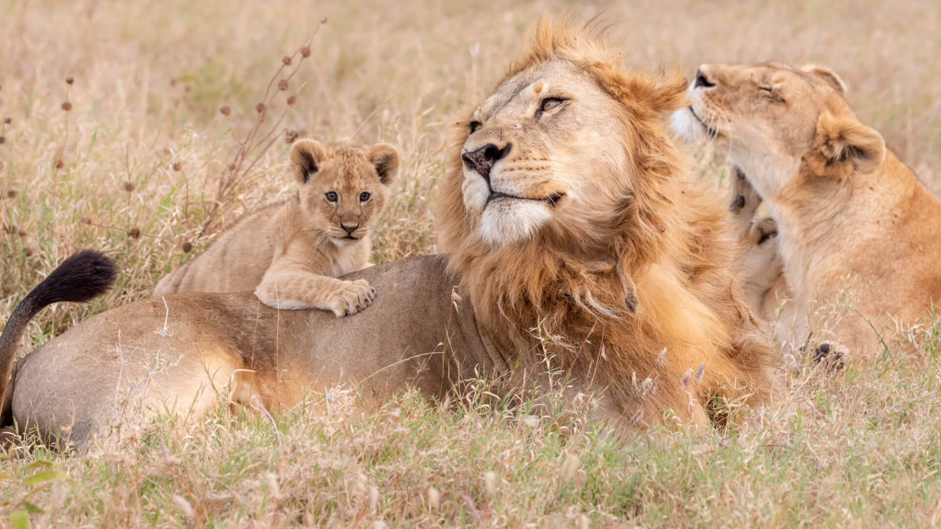 Family of lions in Maasai Mara during a Kenya family safari with Nesh Tours and Safaris