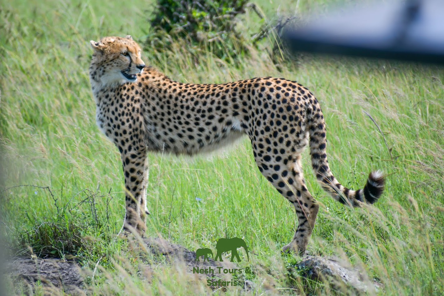 nairobi national park