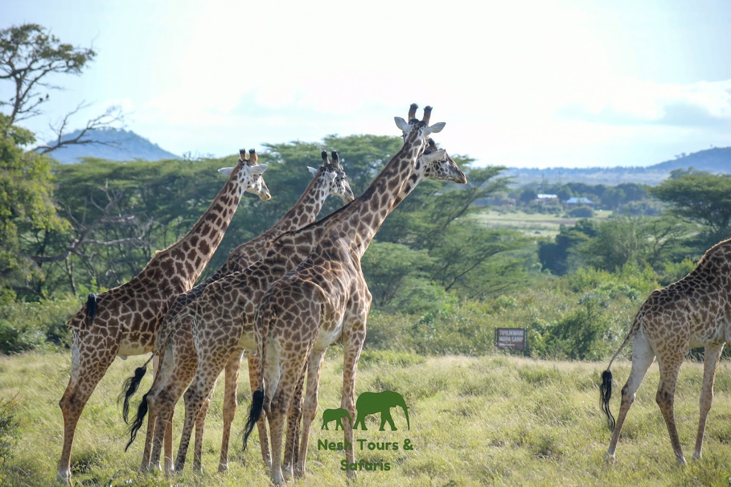 nairobi national park