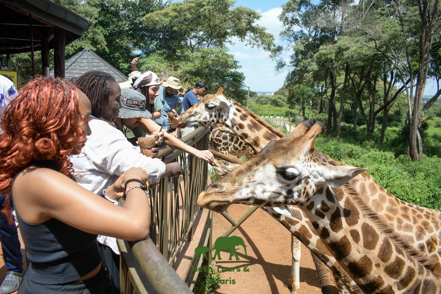 giraffe centere
