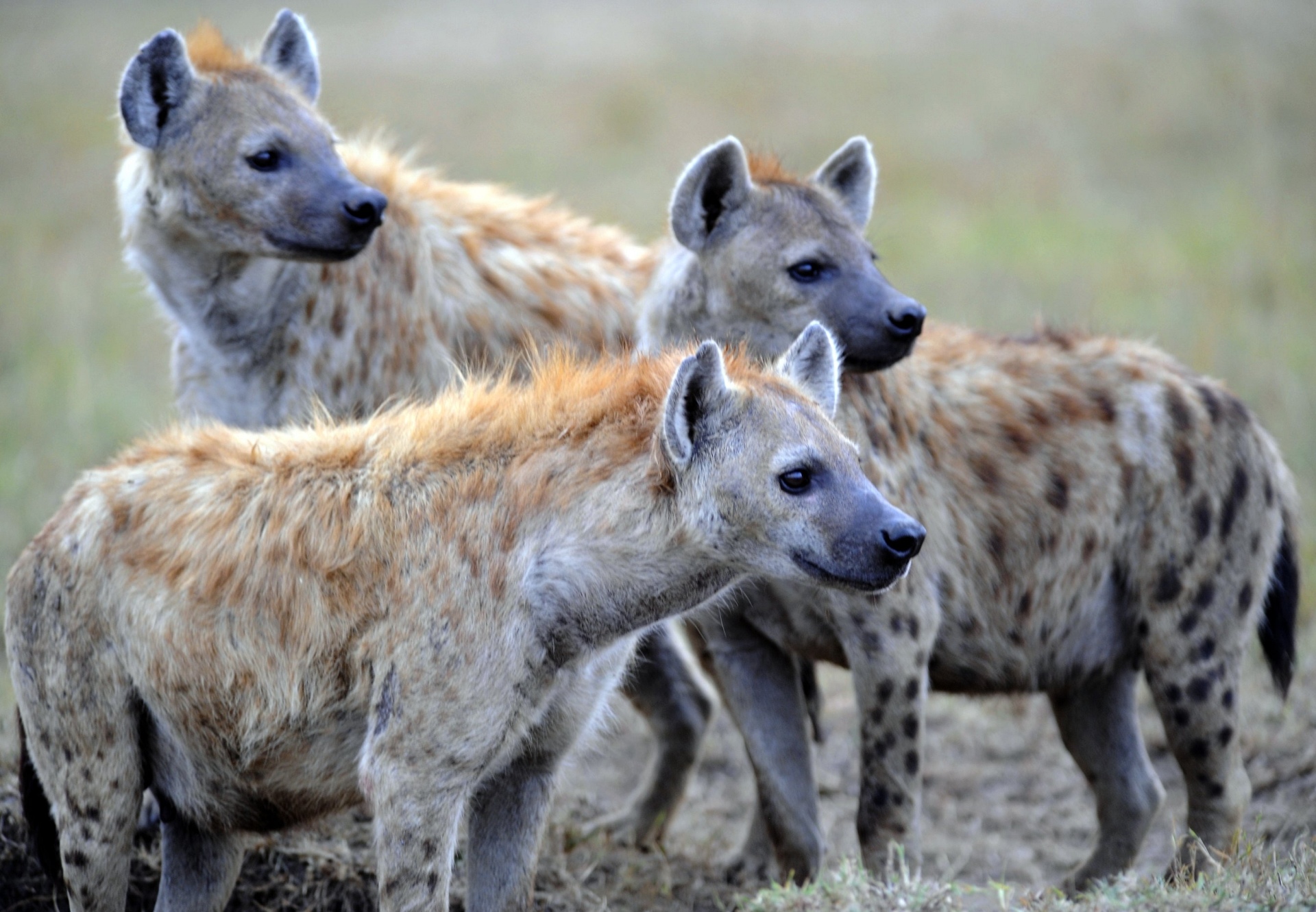 spotted hyena