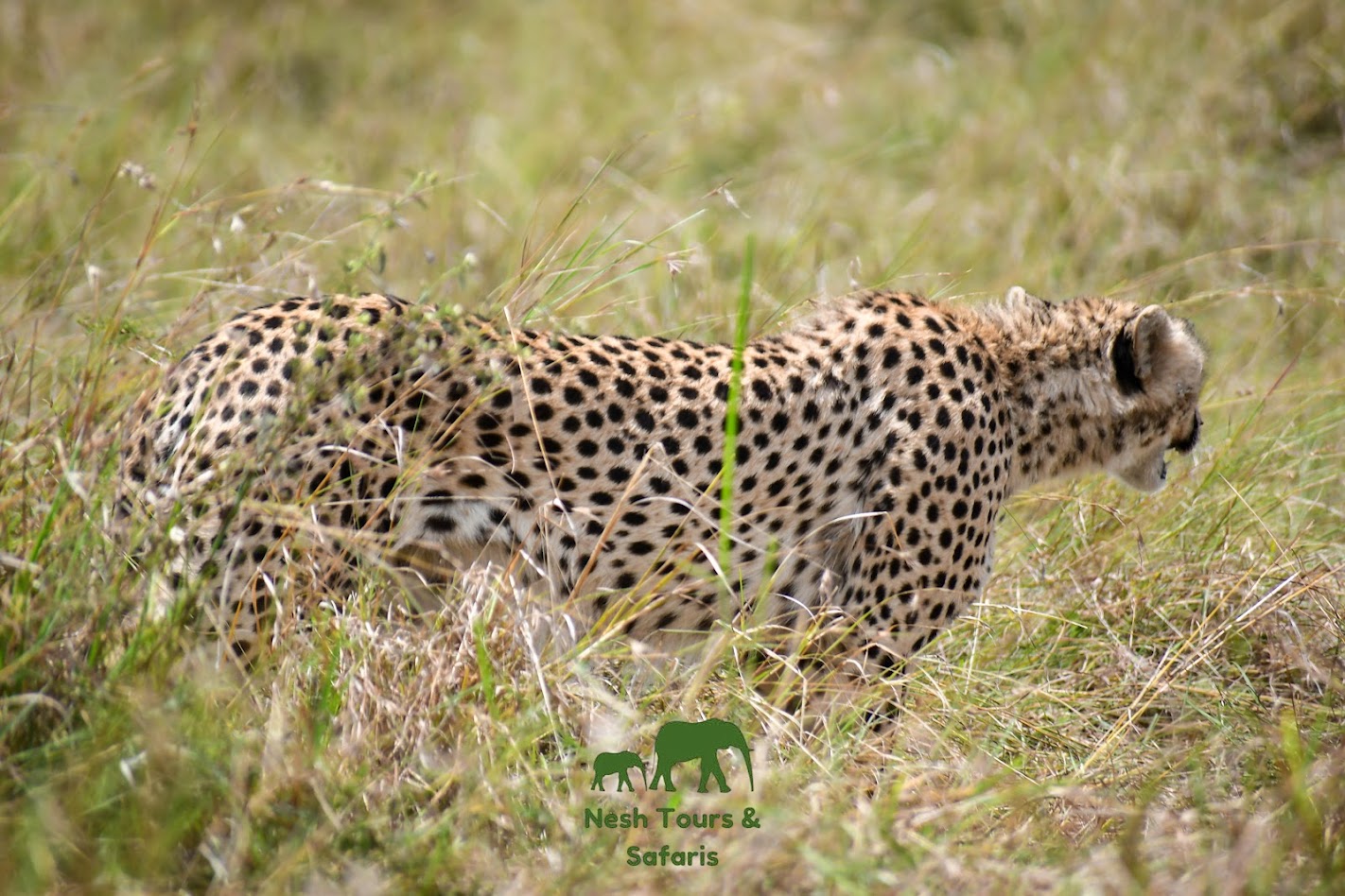 nairobi national park