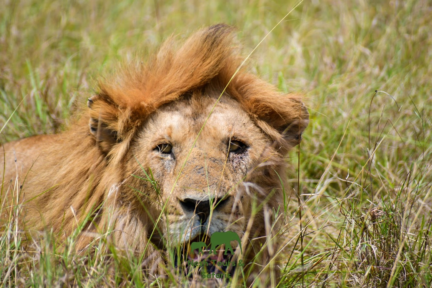 nairobi national park
