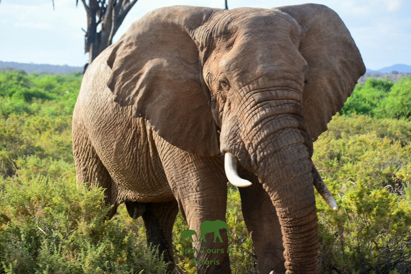 maasai mara elephant
