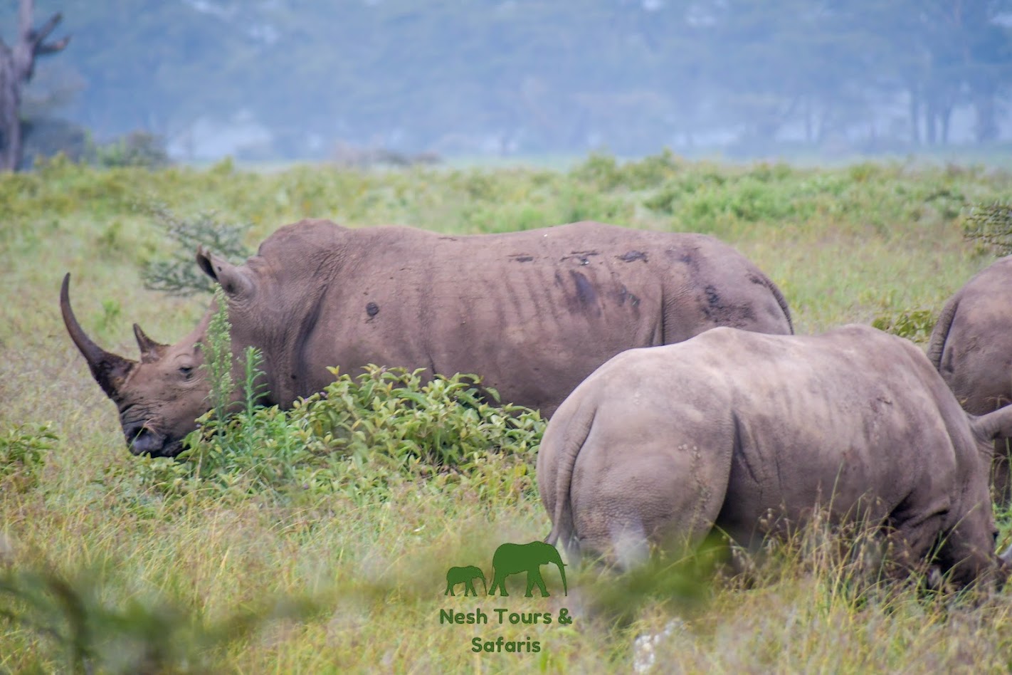 rhino