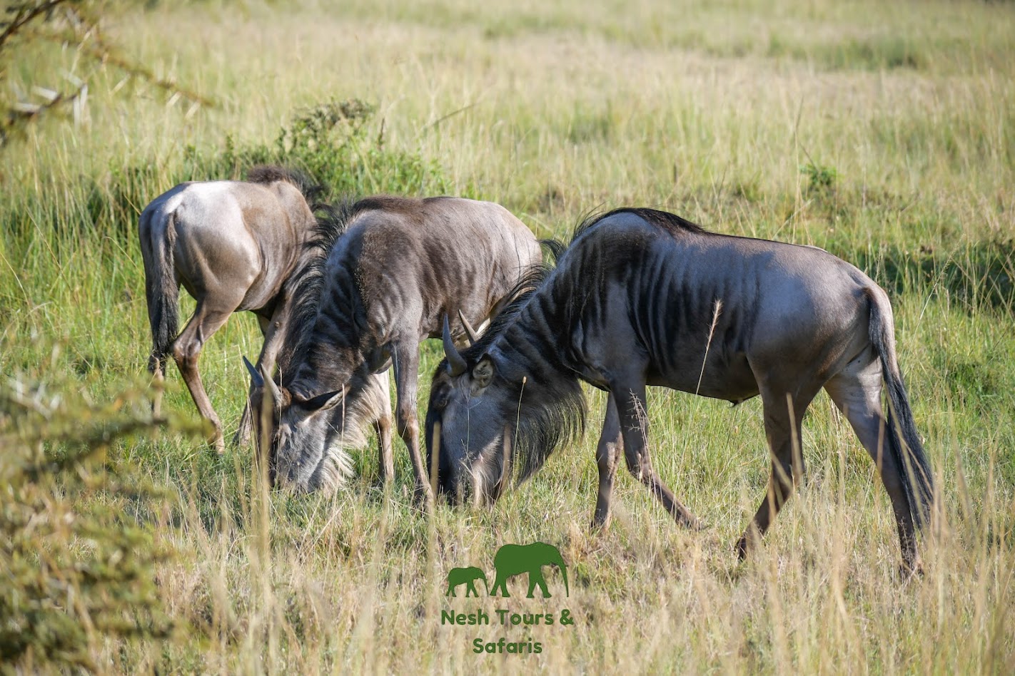 wildebeest
