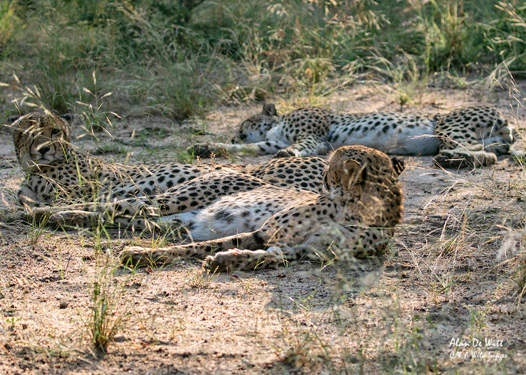 Cheetahs
