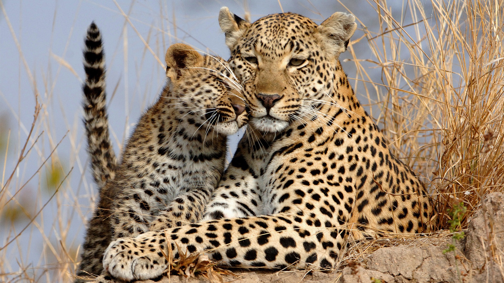 Leopards