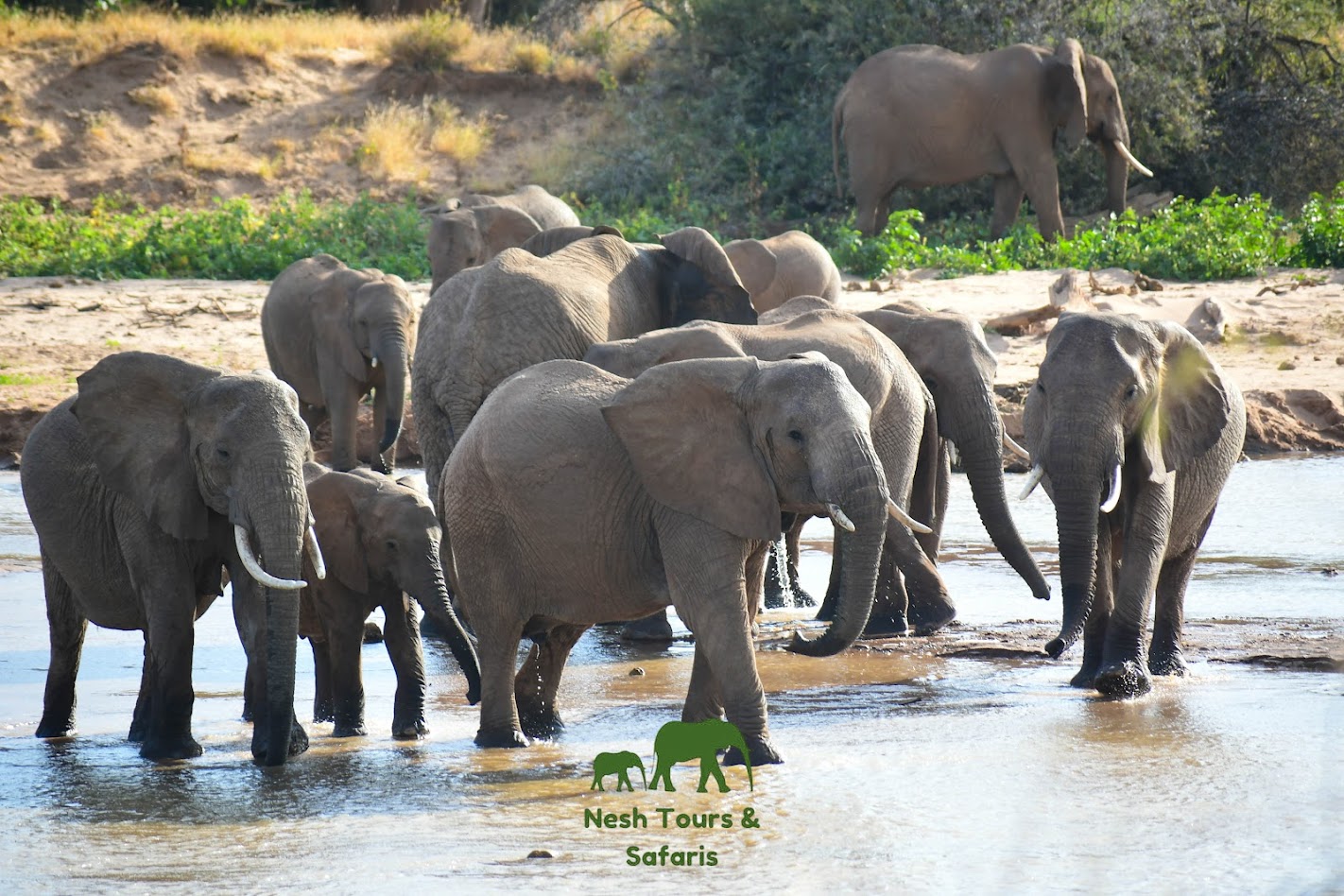 elephant