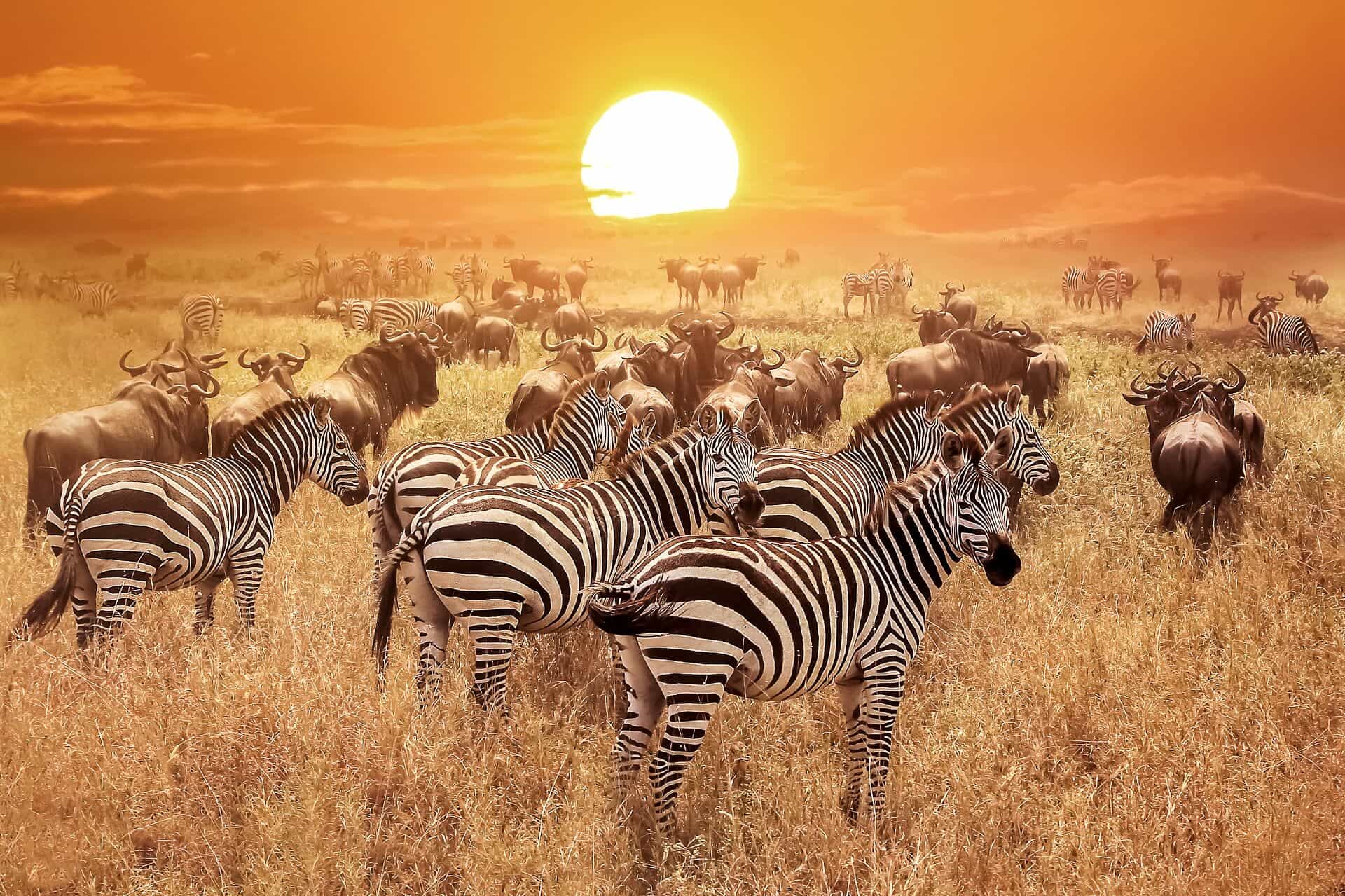 Serengeti national park