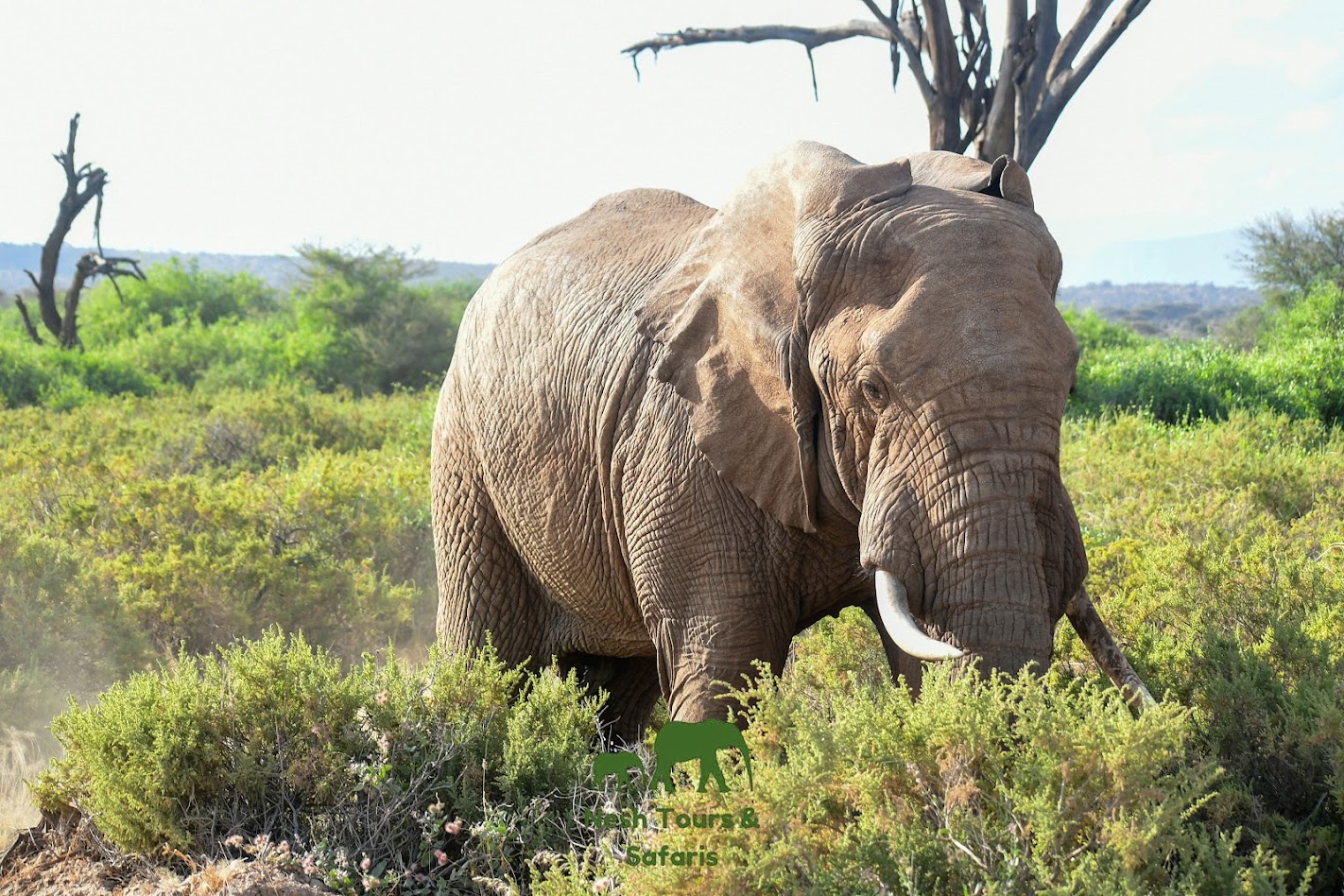elephant