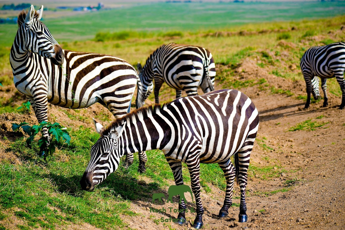 Serengeti National Park5