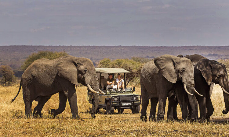 elephant