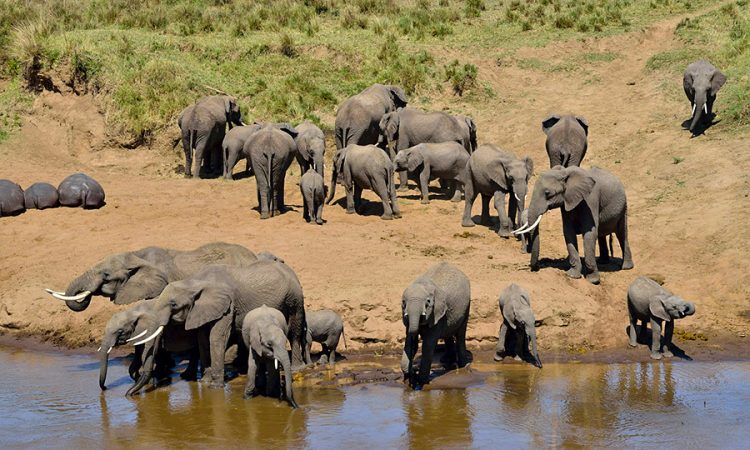 elephants