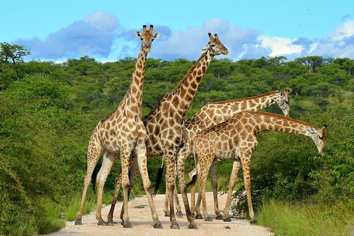 giraffe