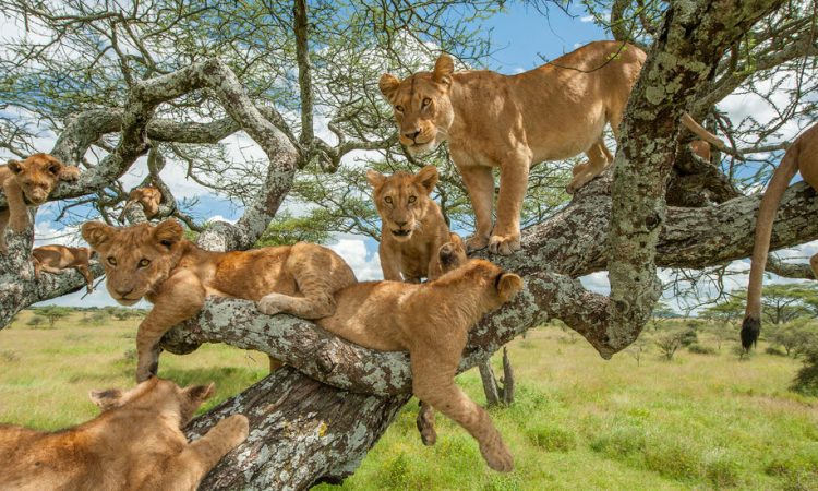 lion