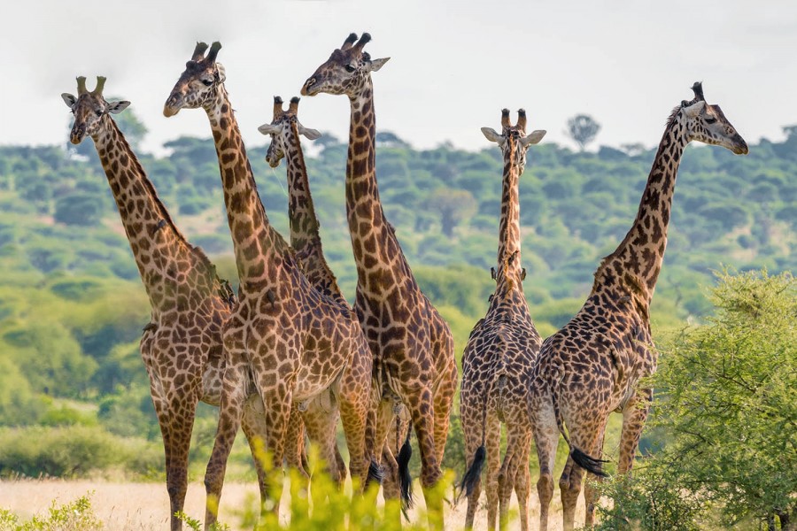 Tarangire National Park