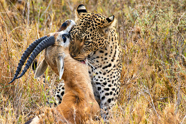 leopard