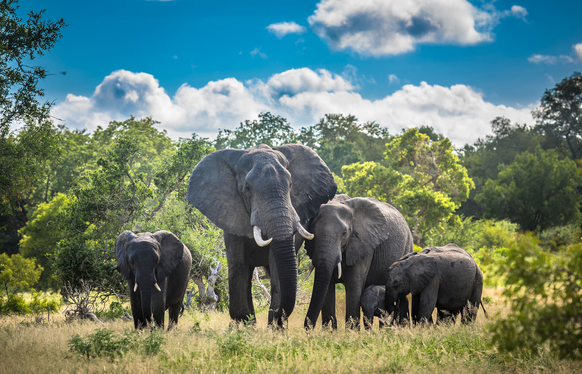 elephants-family-in-kruger-national-park