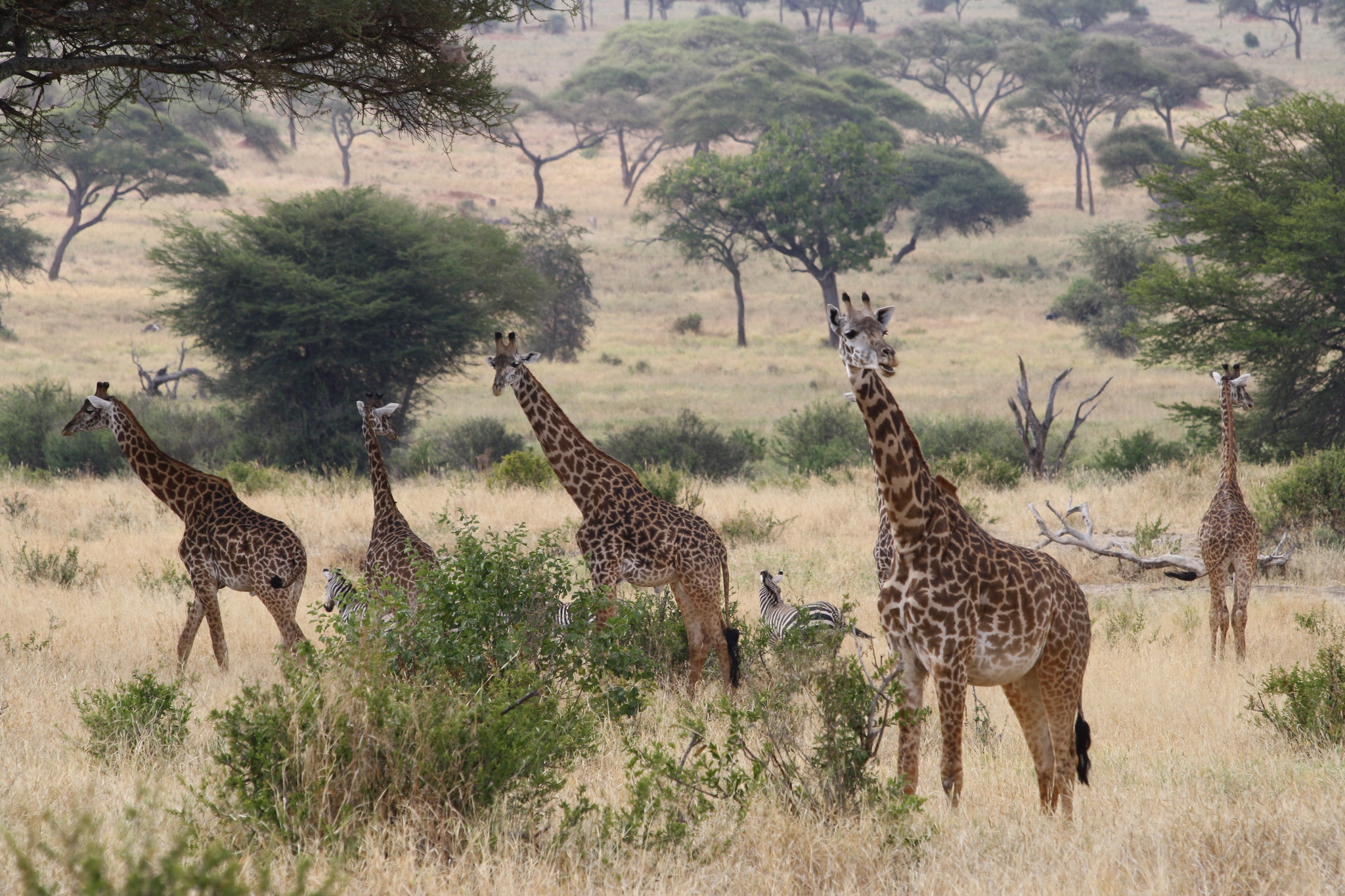giraffe