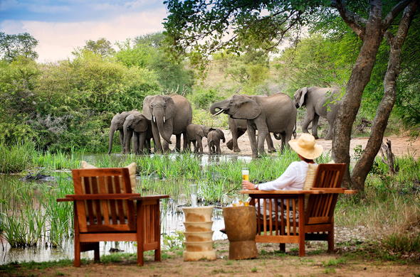 elephants-family-in-kruger-national-park