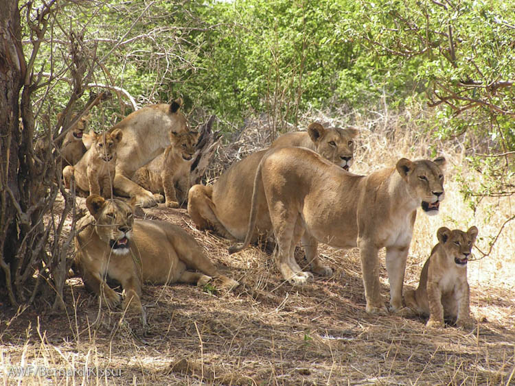 lion