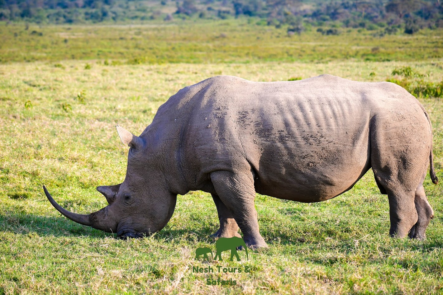 rhino
