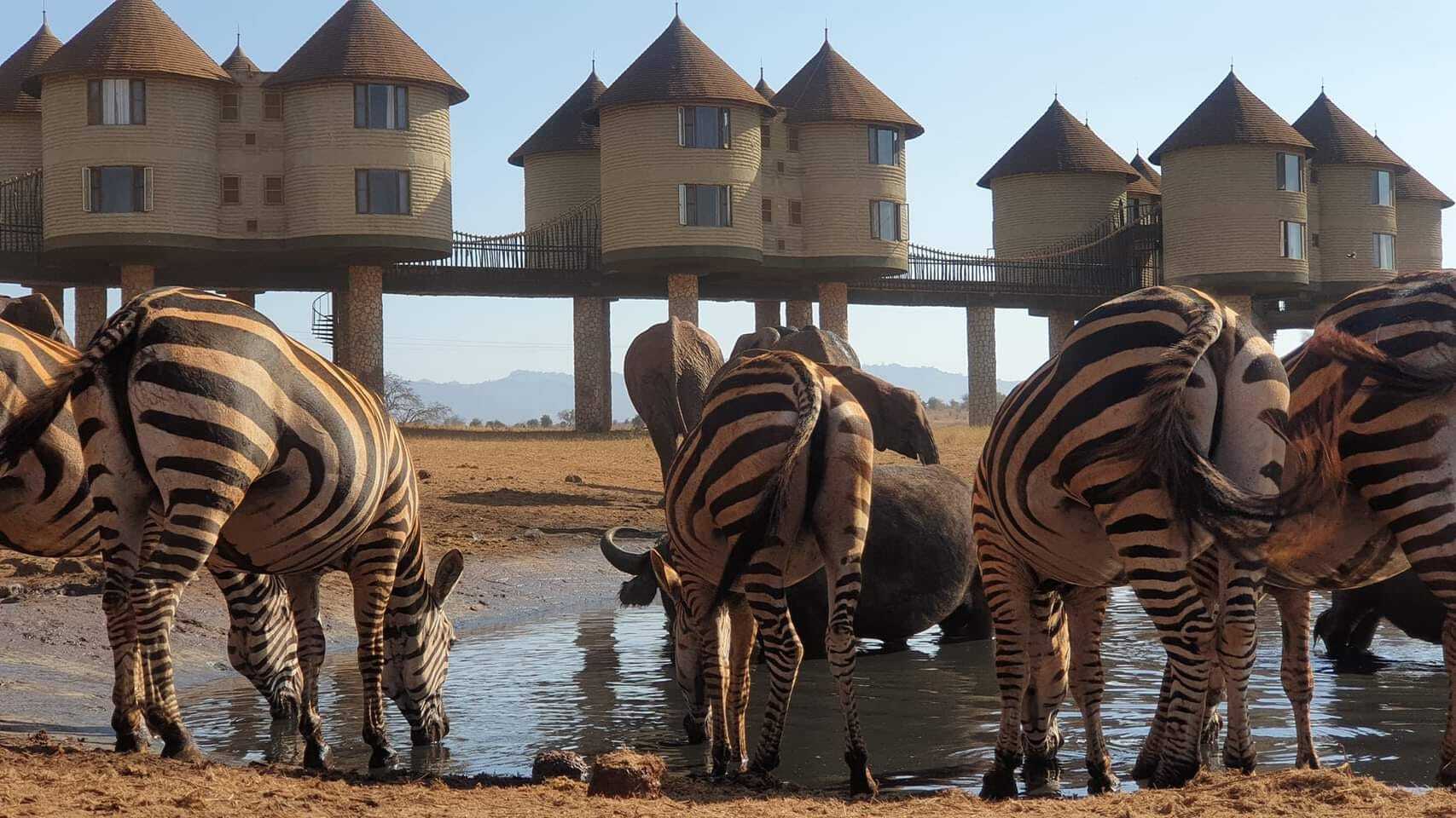 Waterhole views from Salt Lick Safari Lodge