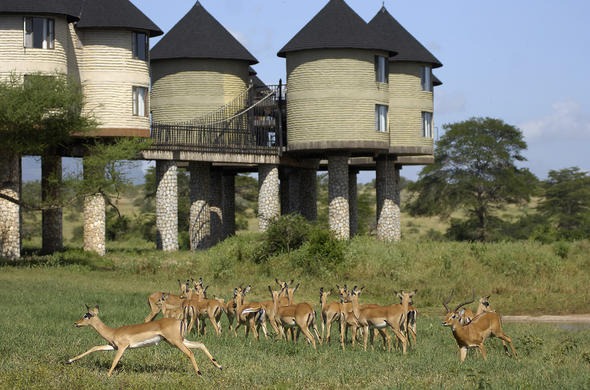 sarova salt lick game lodge