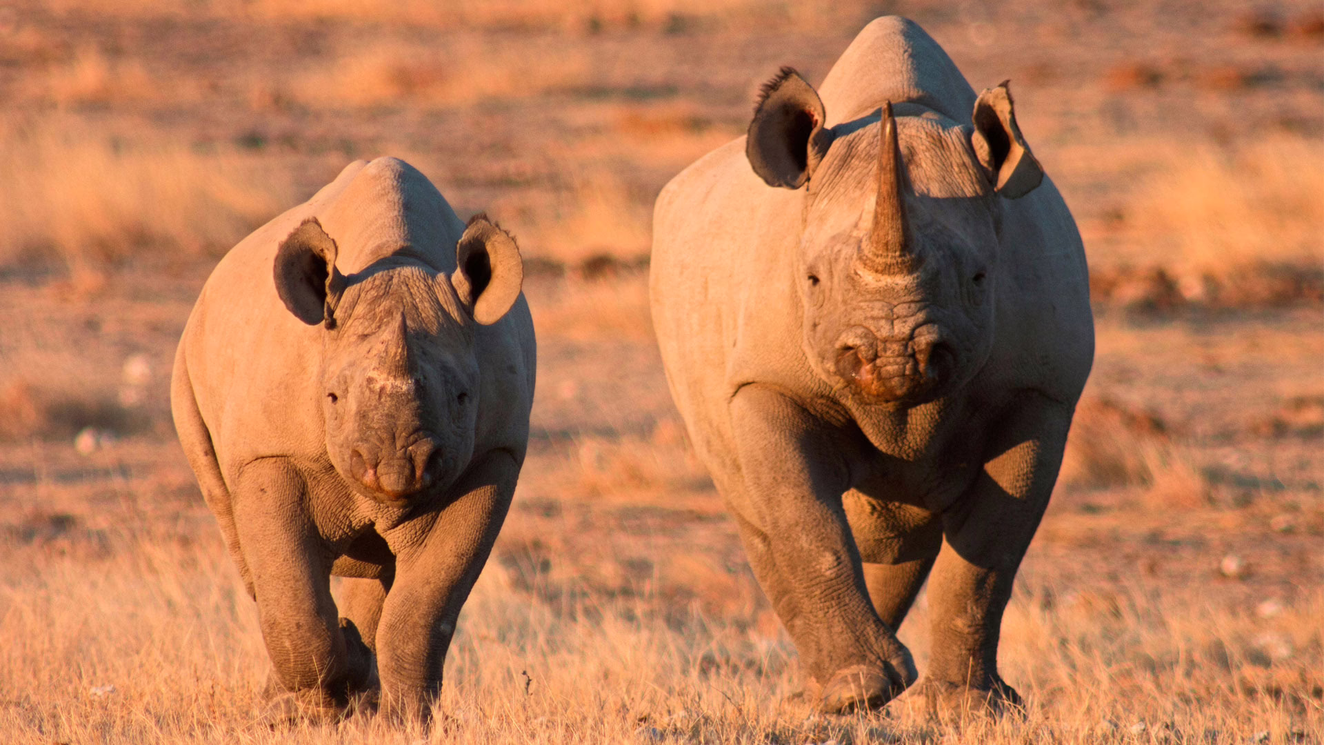 Black Rhino in Etosha National Park in Namibia